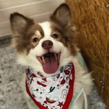 Собаки в добрые руки - Лиза - 3