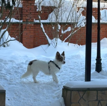 Собаки в добрые руки - Лиза - 4