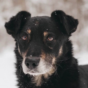 Собаки в добрые руки - Чиф
