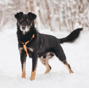 Собаки в добрые руки - Чиф - 1