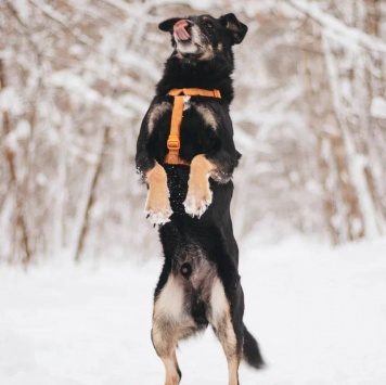 Собаки в добрые руки - Чиф - 2