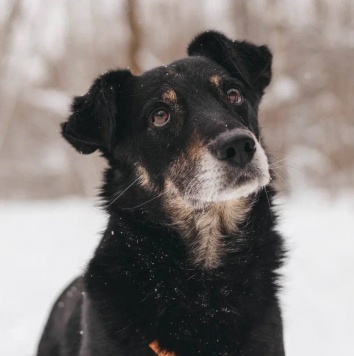 Собаки в добрые руки - Чиф - 3