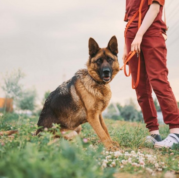 Собаки в добрые руки - Земфира - 1