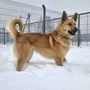 Собаки в добрые руки - Майор