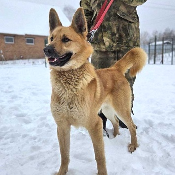 Собаки в добрые руки - Майор - 2
