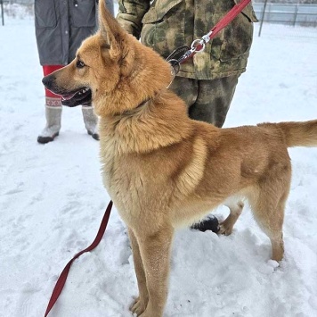 Собаки в добрые руки - Майор - 3