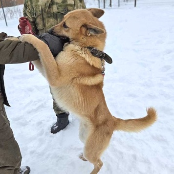 Собаки в добрые руки - Майор - 4