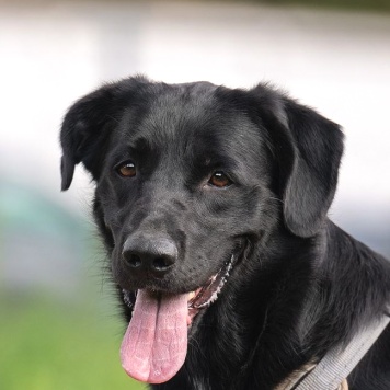 Собаки в добрые руки - Мики