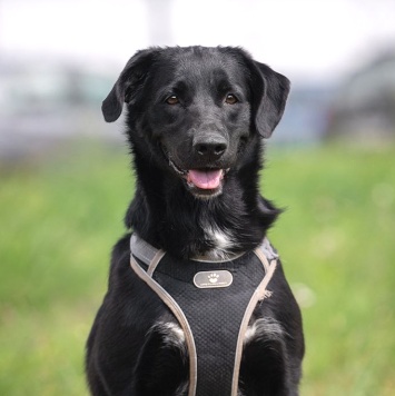 Собаки в добрые руки - Мики - 2