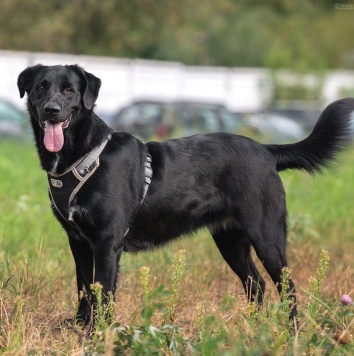 Собаки в добрые руки - Мики - 3