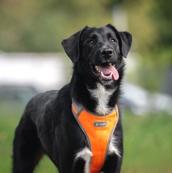 Собаки в добрые руки - Галактика