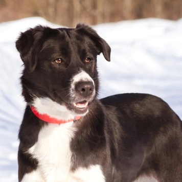 Собаки в добрые руки - Галактика
