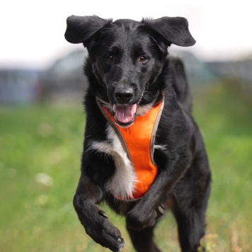 Собаки в добрые руки - Галактика - 1