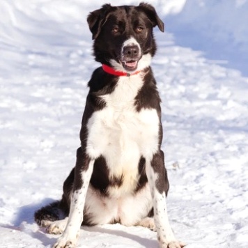 Собаки в добрые руки - Галактика - 1