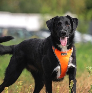 Собаки в добрые руки - Галактика - 2