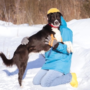 Собаки в добрые руки - Галактика - 2