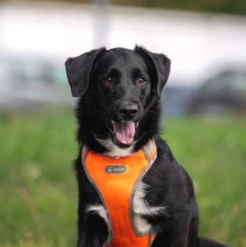 Собаки в добрые руки - Галактика - 3