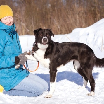 Собаки в добрые руки - Галактика - 3