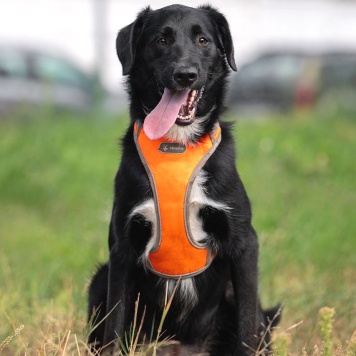 Собаки в добрые руки - Галактика - 4