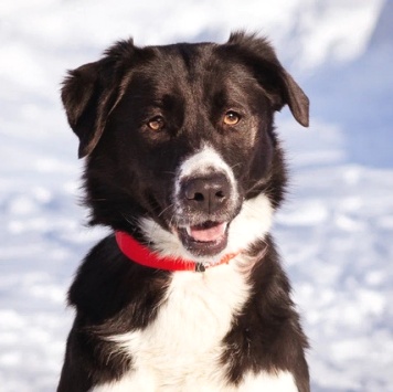 Собаки в добрые руки - Галактика - 4