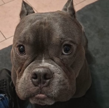 Собаки в добрые руки - Каспарик