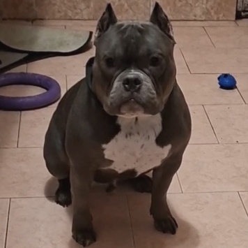 Собаки в добрые руки - Каспарик - 1