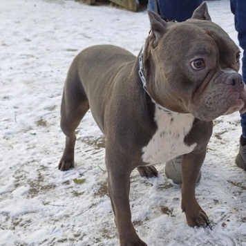 Собаки в добрые руки - Каспарик - 4