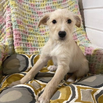 без имени - Собаки в добрые руки