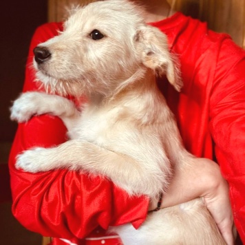 Собаки в добрые руки - без имени - 1