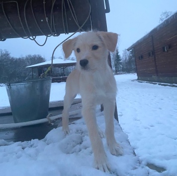 Собаки в добрые руки - без имени - 2