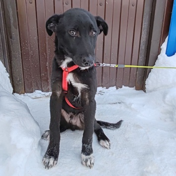 Собаки в добрые руки - Лаки