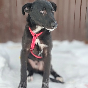 Собаки в добрые руки - Лаки - 1