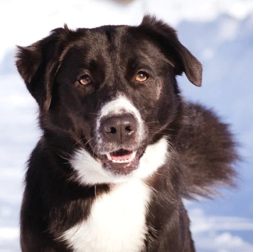 Собаки в добрые руки - Комета