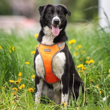 Собаки в добрые руки - Комета - 1