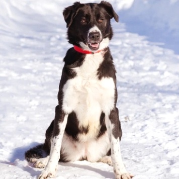 Собаки в добрые руки - Комета - 1