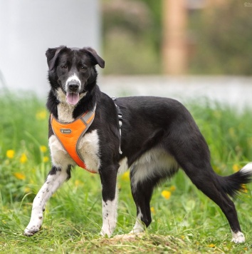 Собаки в добрые руки - Комета - 2