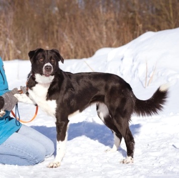 Собаки в добрые руки - Комета - 2