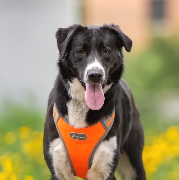 Собаки в добрые руки - Комета - 3