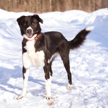 Собаки в добрые руки - Комета - 3