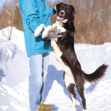 Собаки в добрые руки - Комета - 4