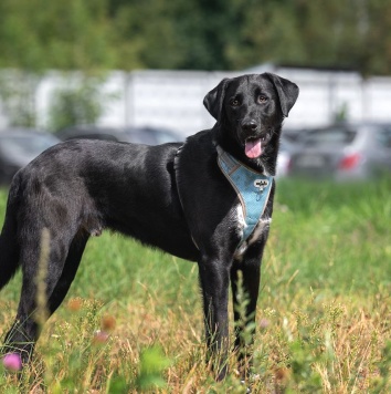 Собаки в добрые руки - Молли