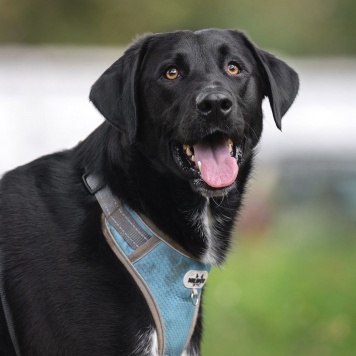 Собаки в добрые руки - Молли - 1