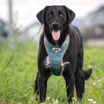 Собаки в добрые руки - Молли - 3