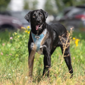 Собаки в добрые руки - Молли - 4