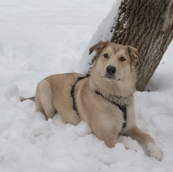 Собаки в добрые руки - Персик - 3