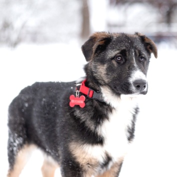 Собаки в добрые руки - Лада