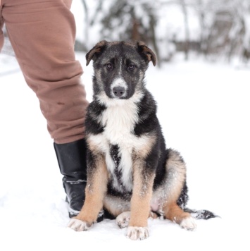 Собаки в добрые руки - Лада - 1