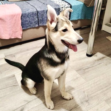 Собаки в добрые руки - Тома