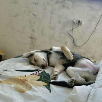 Собаки в добрые руки - Тома - 1