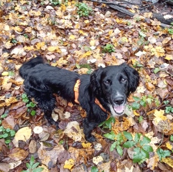 Ричи - Собаки в добрые руки